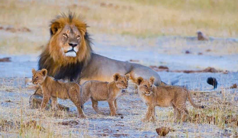 The best lodges in Africa for lions