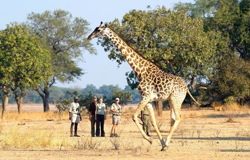 The best lodges in Zimbabwe for walking safari