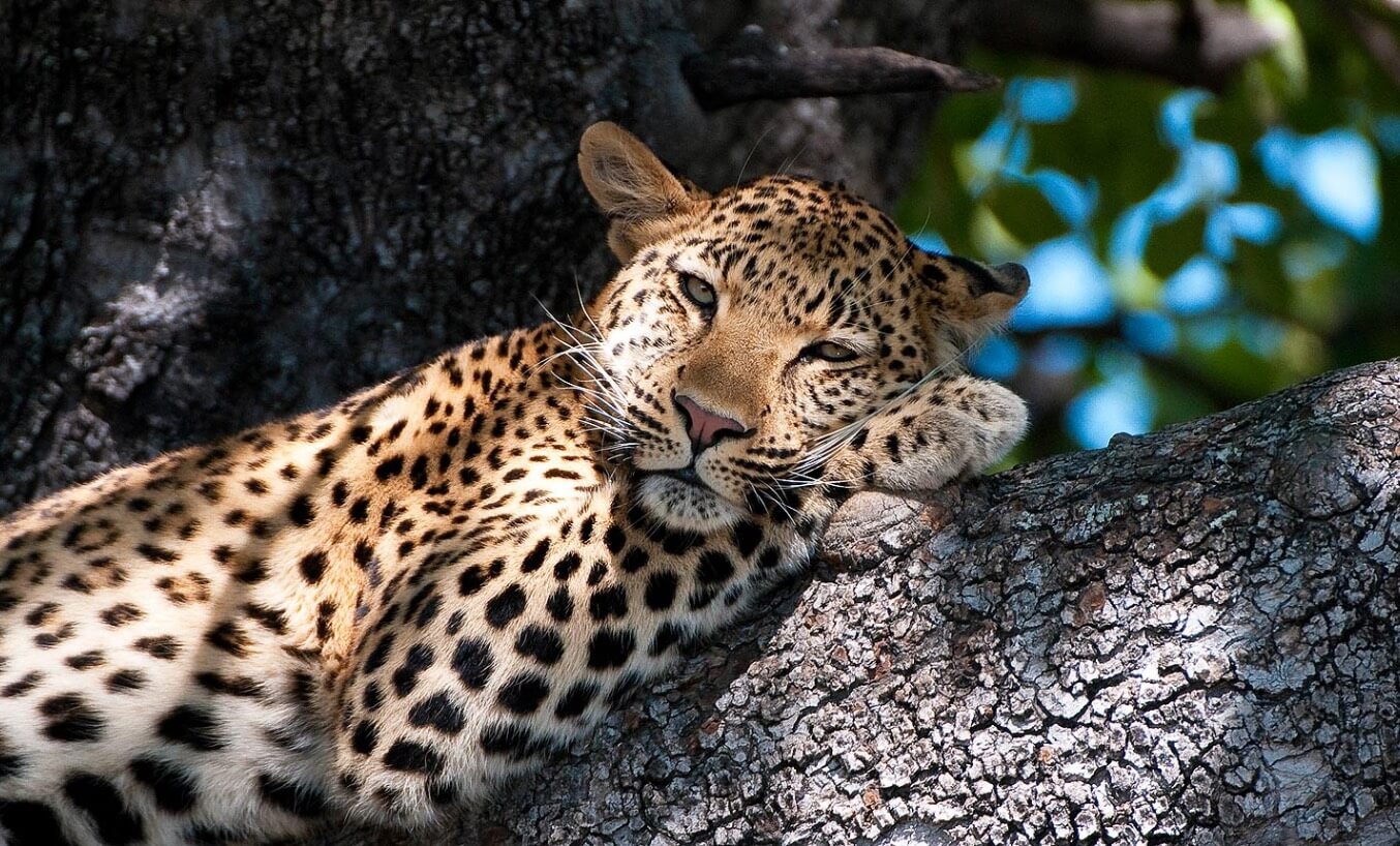 The best lodges in Zambia for leopards